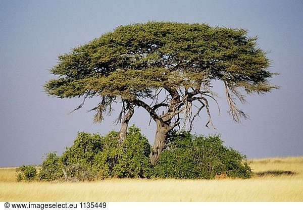 Einzel-Baum Etosha-Pfanne  Namibia  Afrika