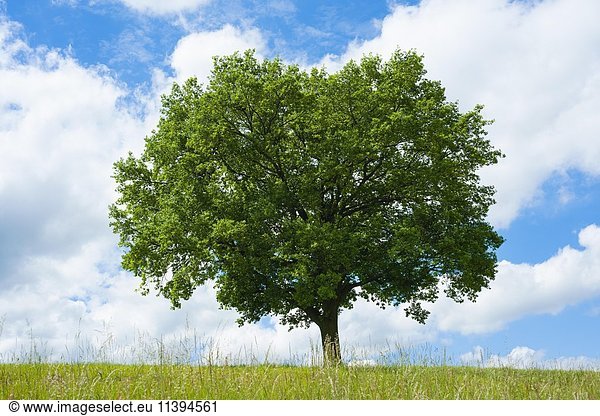 Einzeln stehende Stieleiche (Quercus robur) auf einer Wiese im Frühjahr  Thüringen  Deutschland  Europa