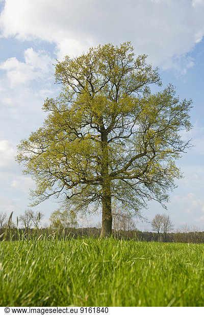 Einzeln stehende Stieleiche (Quercus robur) im Frühjahr  Niedersachsen  Deutschland