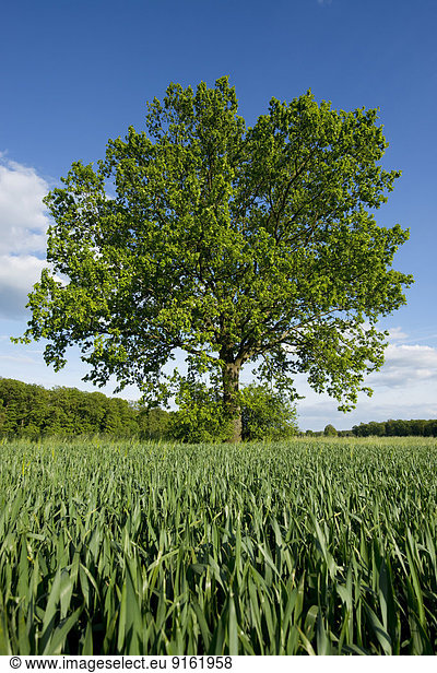 Einzeln stehende Stieleiche (Quercus robur) in einem Feld  Niedersachsen  Deutschland
