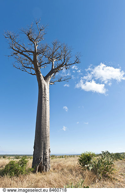 Einzeln stehender hoher Afrikanischer Affenbrotbaum (Adansonia digitata)  Baobab  weite Landschaft  bei Tuléar oder Toliara  Madagaskar