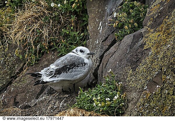 Einzelne Dreizehenmöwe (Rissa tridactyla)  Jungvogel am Vogelfelsen  Bakkagerði  Bakkagerdi  Borgarfjörður eystri  Ostisland  Island  Europa