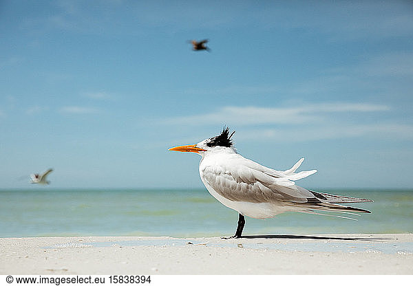 einzelne Königsseeschwalbe mit windgerafften Federn am Strand von Florida