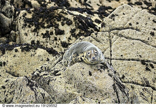 Einzelne Kegelrobbe (Halichoerus grypus) ruht auf Felsen  Naturschutzgebiet  Küstenlinie  Scilly-Inseln  Isles of Scilly  Cornwall  England  Großbritannien  Europa
