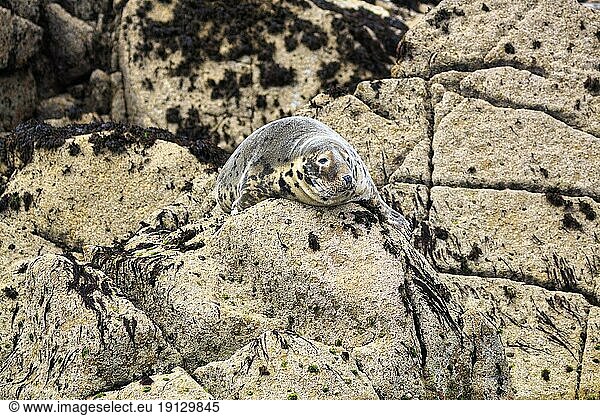 Einzelne Kegelrobbe (Halichoerus grypus) ruht auf Felsen  Naturschutzgebiet  Küstenlinie  Scilly-Inseln  Isles of Scilly  Cornwall  England  Großbritannien  Europa