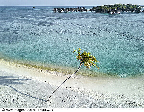 Einzelne Palme auf einer tropischen Insel  im Hintergrund Bündel von Baumstämmen  Luftaufnahme