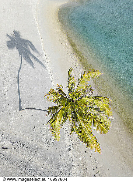 Einzelne Palme auf tropischer Insel  Luftaufnahme