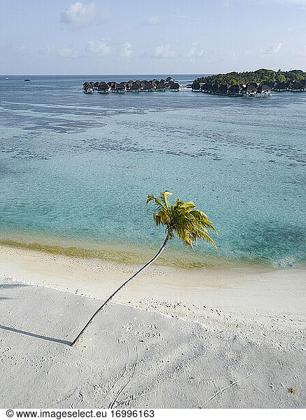 Einzelne Palme auf tropischer Insel mit Bungalows im Hintergrund  Luftaufnahme