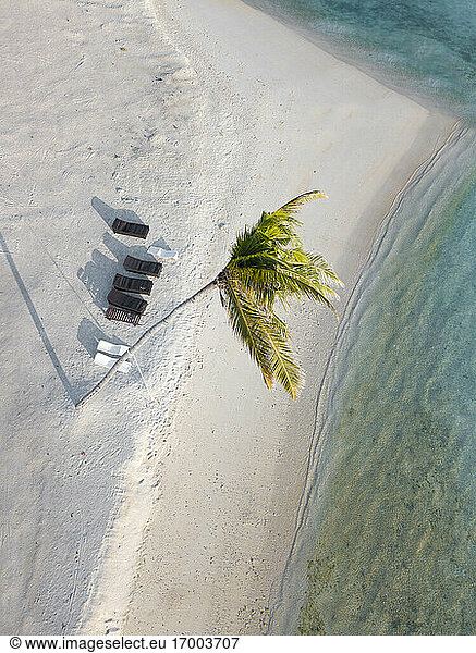 Einzelne Palme und Liegestühle auf einer tropischen Insel  Luftaufnahme