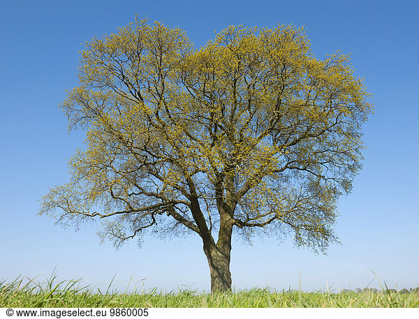 Einzelne Stieleiche (Quercus robur) im Frühjahr  Niedersachsen  Deutschland  Europa