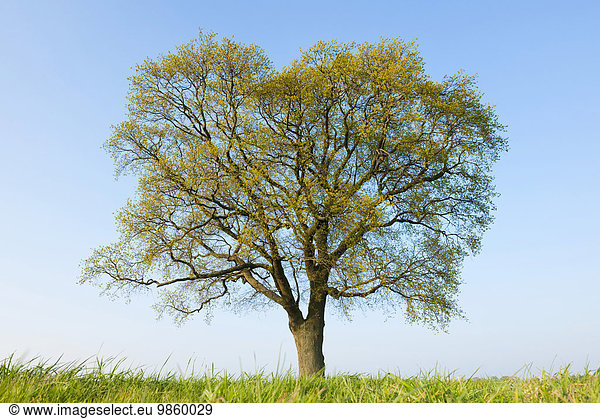 Einzelne Stieleiche (Quercus robur) im Frühjahr  Niedersachsen  Deutschland  Europa