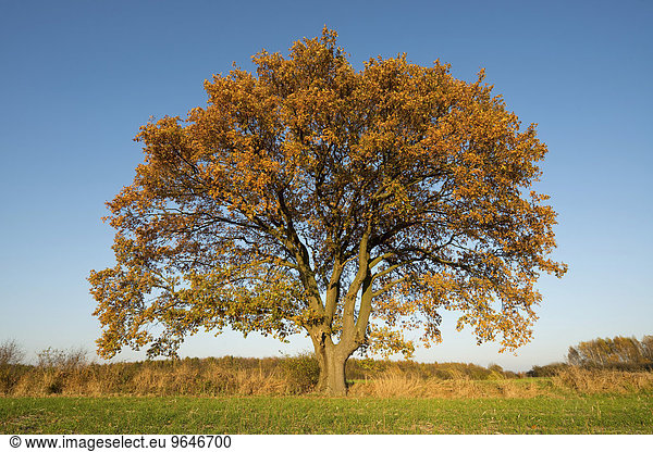 Einzelne Stieleiche (Quercus robur) im Herbst  Niedersachsen  Deutschland  Europa