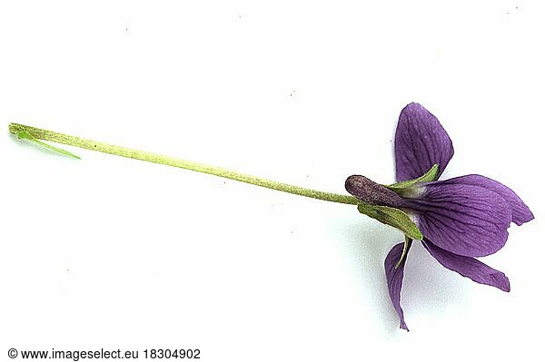 Einzelne Veilchenblüte  Hain-Veilchen (Viola riviniana)