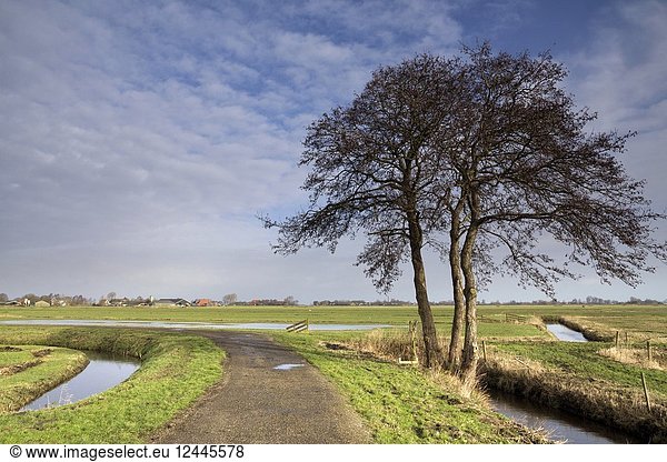Einzelner Baum an einem Radweg durch die Wiesen des friesischen Dorfes Oosterzee.