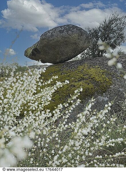 Einzelner Fels auf dem Granit-Felsformation im Naturreservat Los Barruecos  Extremadura  Spanien  Europa