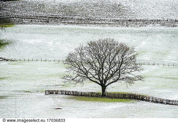 Einzelner kahler Baum in der ländlichen Landschaft  bedeckt mit Schnee im Winter in Nordwales  Vereinigtes Königreich