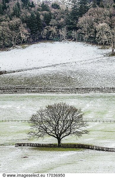 Einzelner kahler Baum in der ländlichen Landschaft  bedeckt mit Schnee im Winter in Nordwales  Vereinigtes Königreich