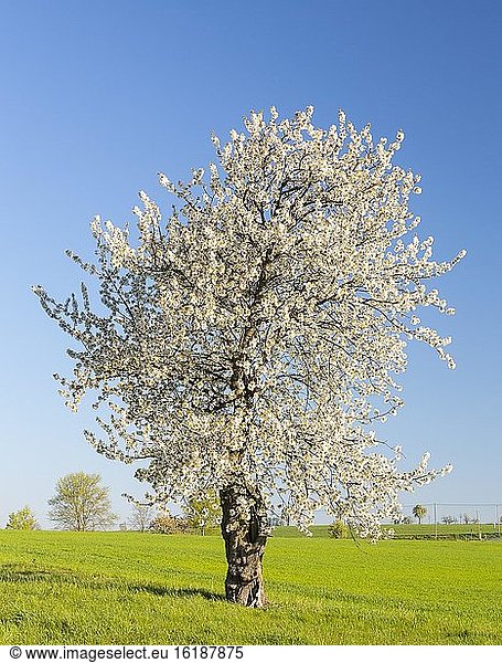 Einzelner Kirschbaum (Prunus) in Blüte  Meißen  Sachsen  Deutschland  Europa