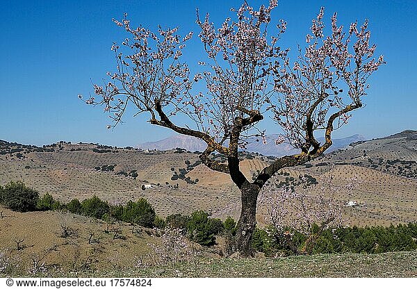 Einzelner Mandelbaum in Blüte  Im Tal von Vélez-Rubio  Mandelplantage mit Berglandschaft  Almería  Andalucía  Spanien  España  Europa
