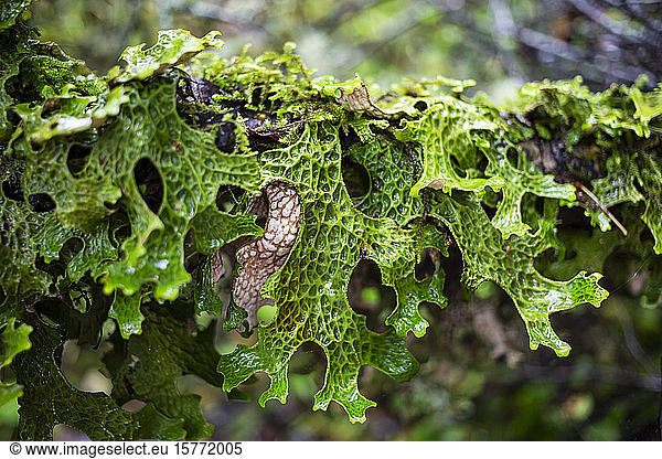 Einzigartig geformtes Laub mit Mustern  das auf einem Ast wächst; British Columbia  Kanada