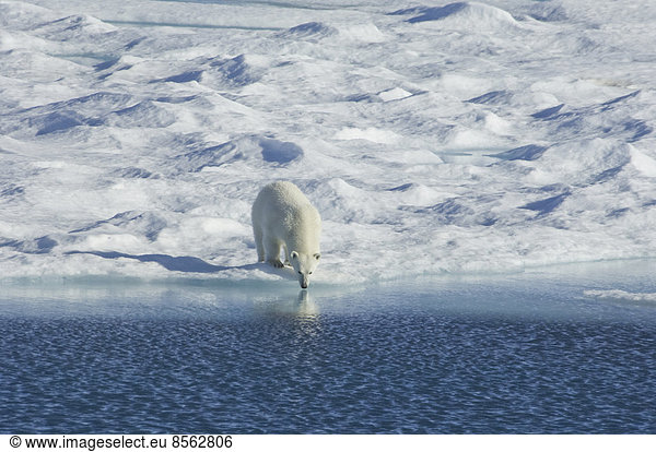 Eisbär in freier Wildbahn. Ein starkes Raubtier und eine gefährdete oder potenziell gefährdete Art.