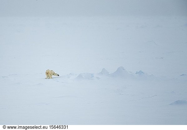 Eisbär (Ursus maritimus)  in Schneelandschaft  Svalbard  Norwegen  Europa