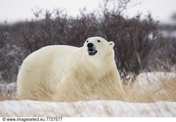 Eisbär  Ursus maritimus  Wasserrand  gehen  vorwärts  Bucht