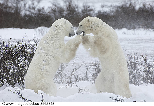 Eisbären in der Wildnis. Ein starkes Raubtier und eine gefährdete oder potenziell gefährdete Art.
