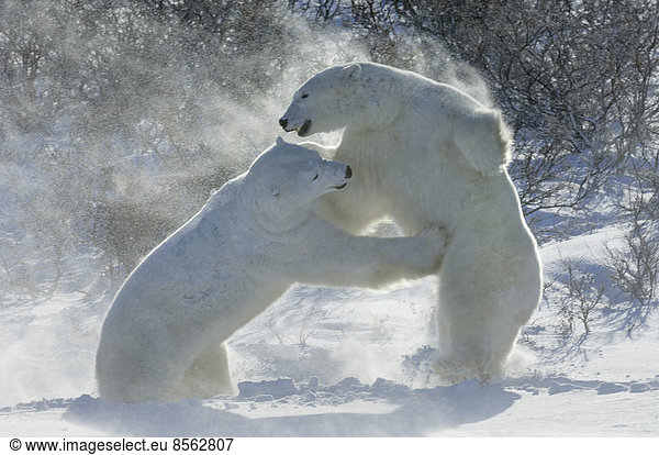 Eisbären in der Wildnis. Ein starkes Raubtier und eine gefährdete oder potenziell gefährdete Art. Zwei Tiere  die miteinander ringen.