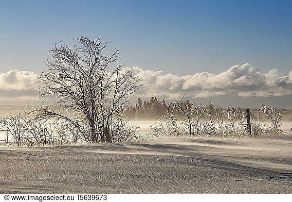 Eisbedeckte Bäume in einem verschneiten Feld mit blauem Himmel; Sault St. Marie  Michigan  Vereinigte Staaten von Amerika