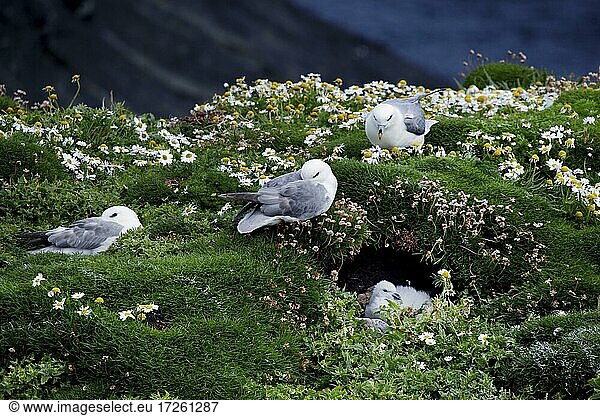 Eissturmvogel (Fulmarus glacialis)  Klippen  Brutplätze  Nester  Butt of Lewis  Isle of Lewis  Äußere Hebriden  Western Isles  Hebriden  Schottland  Großbritannien  Europa