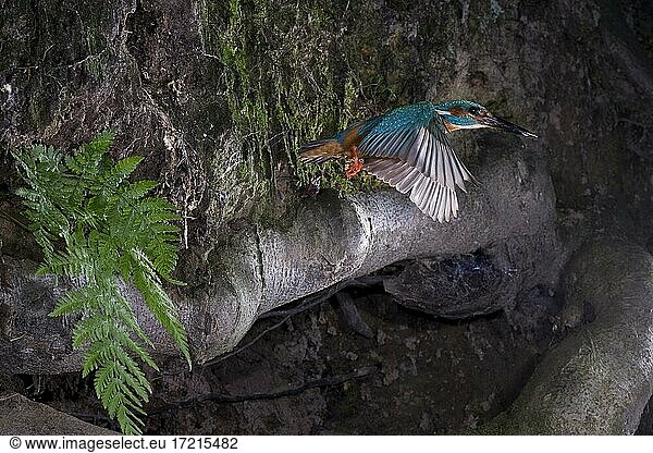 Eisvogel (Alcedo atthis) im Abflug aus der Bruthöhle im Steilufer  Nordrhein-Westfalen  Deutschland  Europa