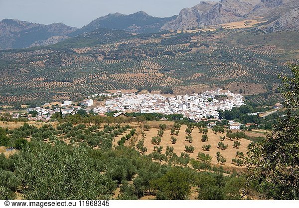 El Burgo  surrounded by olive trees. Sierra de las Nieves Natural Park  Malaga province  Andalucia  Spain.
