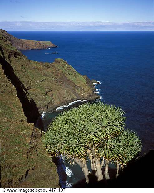 El Tablado  Kanarischer Drachenbaum (Drago)  Dracaena draco  La Palma  Kanarische Inseln