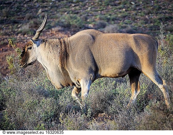 Eland (Taurotragus oryx) in typischer Karoo-Vegetation. Karoo  Westkap  Südafrika.