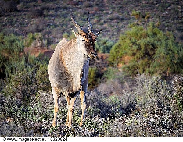 Eland (Taurotragus oryx) in typischer Karoo-Vegetation. Karoo  Westkap  Südafrika.