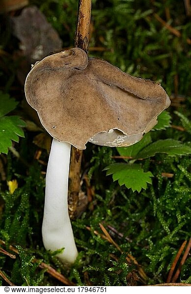 Elastic Lorchel fruiting body with white stem and light brown saddle-shaped head part in green moss