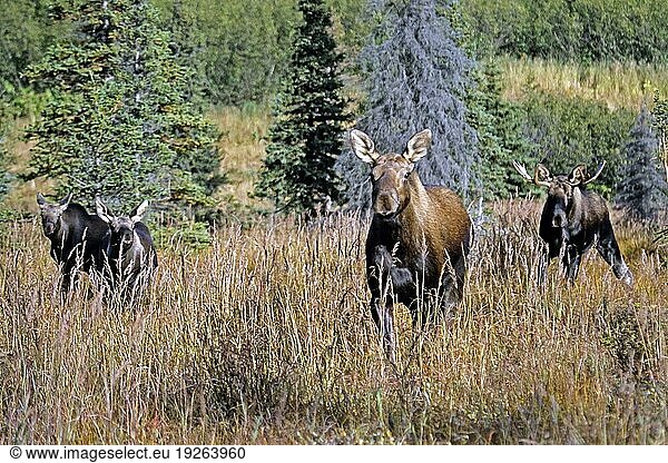 Elch (Alces alces)  das Männchen wird als Bulle bezeichnet  das Weibchen nennt man Kuh und das Jungtier bezeichnet man als Kalb (Alaskaelch) (Foto junger Elchbulle treibt Elchkuh und ihre Kaelber)  Moose  the male is called a bull  the female is a cow and a young is a calf (Alaskan Moose) (Photo young bull Moose) (female and calves in the rut)  Alces alces gigas
