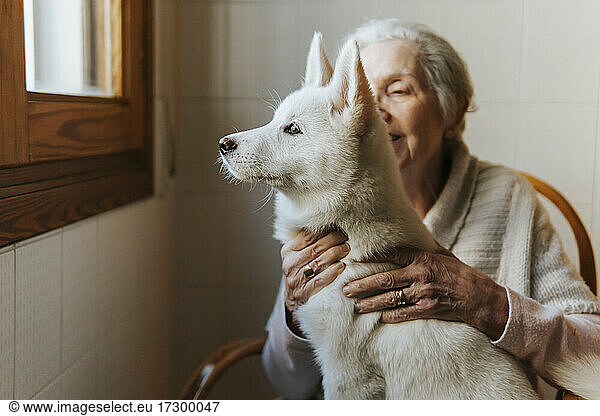 Elderly woman tenderly hugs her white Siberian husky puppy dog