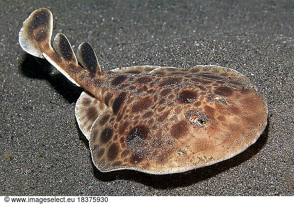 Electric ray (Torpedo) ray  undetermined species  Lake Sawu  Pacific Ocean  Komodo National Park  Lesser Sunda Islands  East Nusa Tenggara Province  Komodo Island  Indonesia  Asia