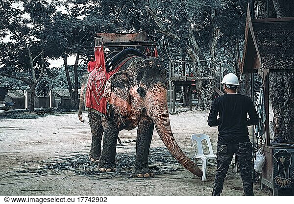Elefant (elephanti)  The Sanctuary Of Truth  Heiligtum der Wahrheit  Pattaya