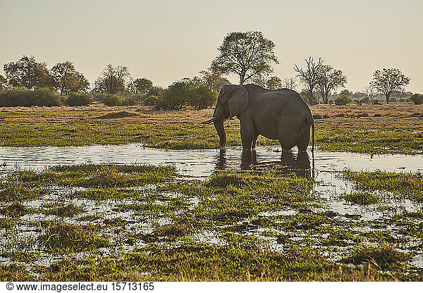 Elefant im Fluss  Khwai  Botswana