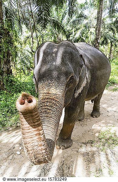 Elefant im Schutzgebiet  Krabi  Thailand