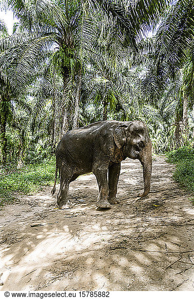 Elefant im Schutzgebiet  Krabi  Thailand