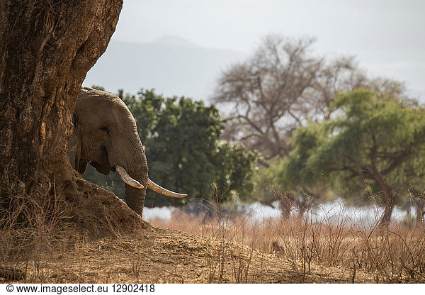 Elefant (Loxodonta Africana)  Mana Pools  Simbabwe