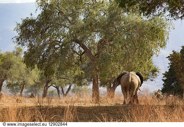 Elefant (Loxodonta Africana) Mana Pools Simbabwe