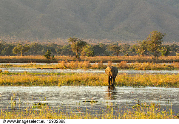 Elefant (Loxodonta Africana)  Mana Pools  Simbabwe