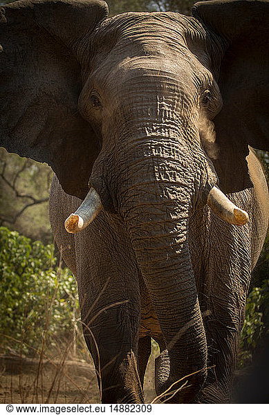 Elefant (Loxodonta africana) Nahaufnahme-Portrait  Mana Pools National Park  Simbabwe