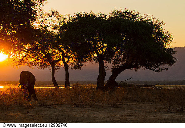 Elefant (Loxodonta Africana)  Sambesi-Fluss  Simbabwe