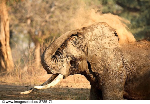 Elefant  Mana Pools Nationalpark  Simbabwe